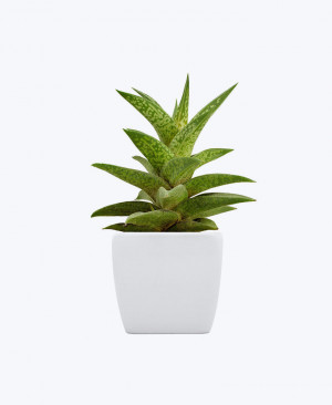 Ananta Dwarf Plant