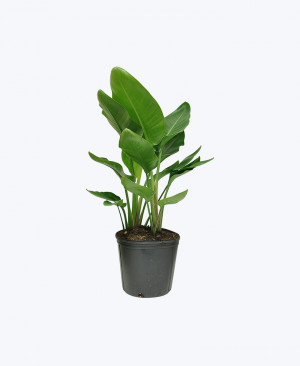 Ananta Dwarf Plant