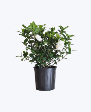 Ananta Dwarf Plant