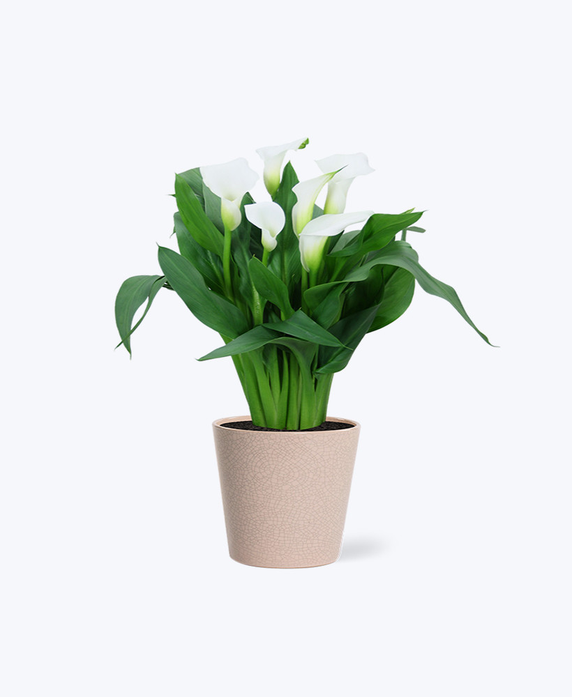 Peace Lily Plant