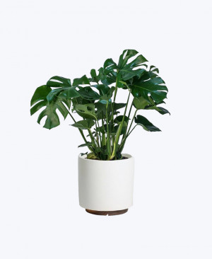 Peace Lily Plant