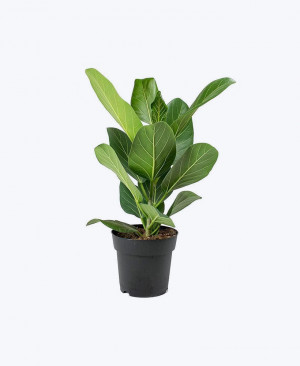 Fiddle Leaf Plant