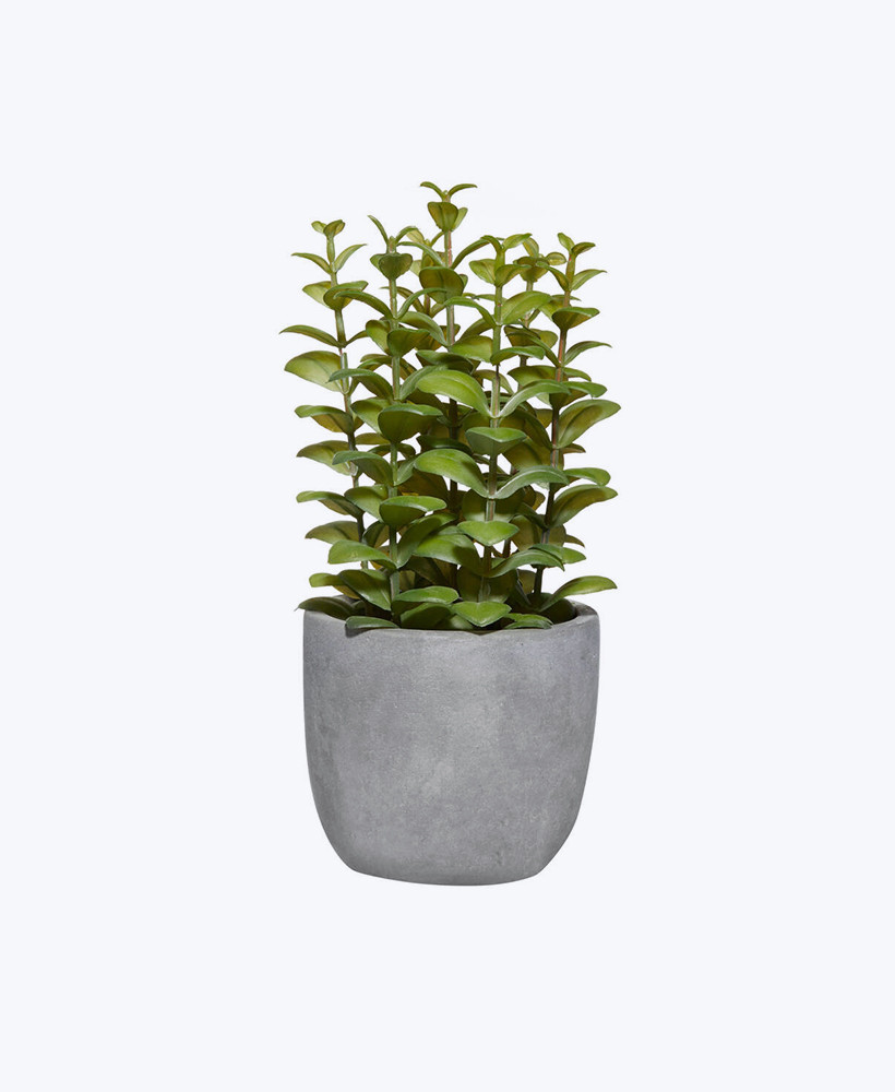 Money Plant Golden