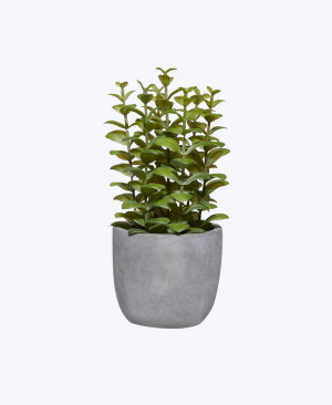 Money Plant Golden