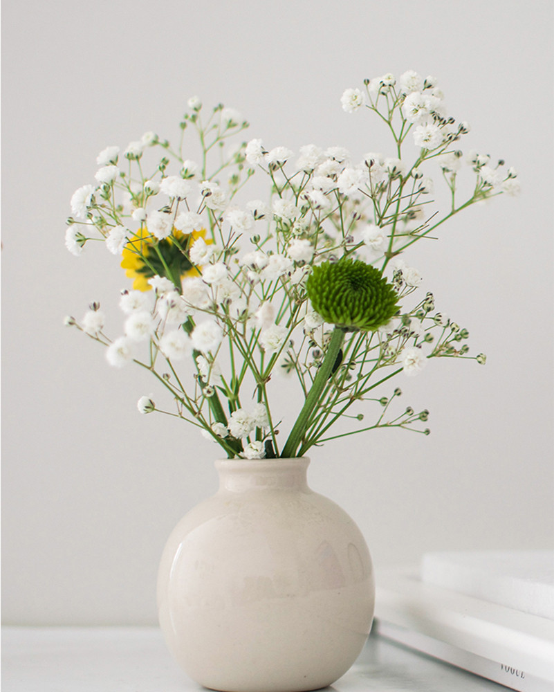 Gypsophila flower seed