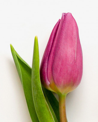 Pink tulip bouquet