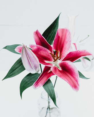 Passionate oriental pink lilies