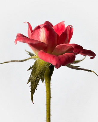 The Red Cherry Lisianthus