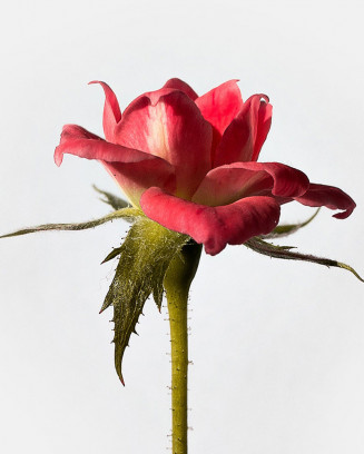 Silk Rose Flower Bouquet
