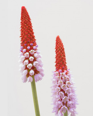 Oriental pink lilies bunch